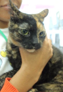 Rosalie _ tortoiseshell cat 10.8.14.jpg