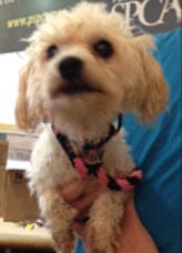 Noly_PoodleMix 10.1.14.jpg