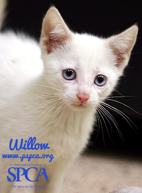 Willow - Cat.jpg