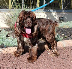 Hershey_dog.jpg