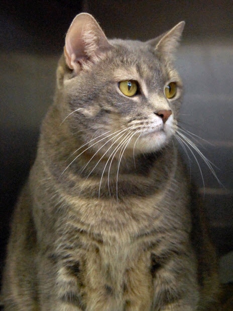 Monopoly - Piazza Pet of the Week Cat.jpg