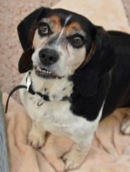 CJ - Dog.jpg