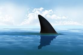 Planet-CJDR-Shark-Fin.png