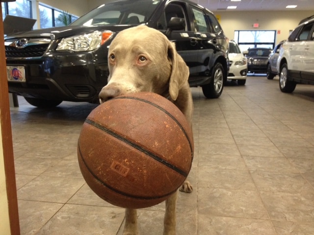 Blue Subaru Outback Basketball.jpg