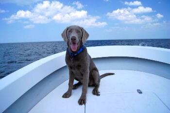 Blue on boat.jpg