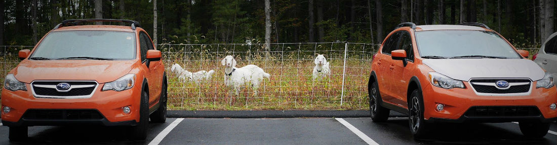 Goatscaping Panorama.jpg