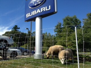 Goatscaping 11.JPG