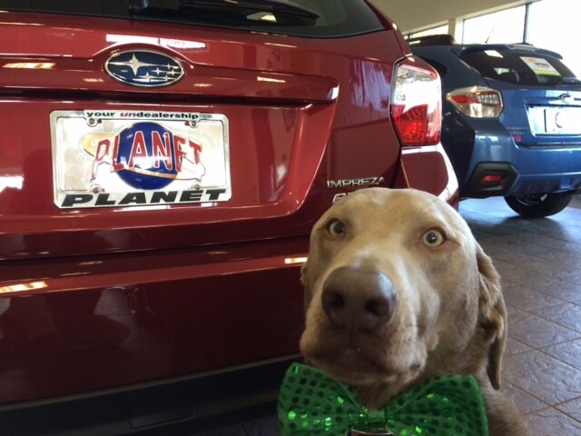 Blue with Green Bowtie.jpg