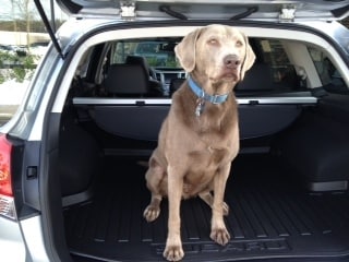outback vs forester dog 2.JPG