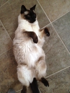 subaru all Wheel Drive Cat.JPG