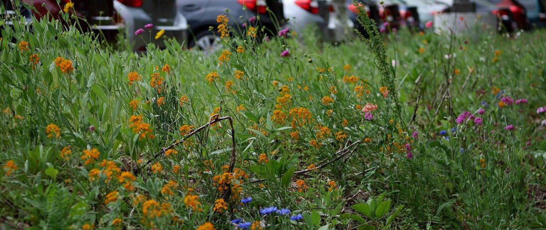 Wildflowers large.jpg