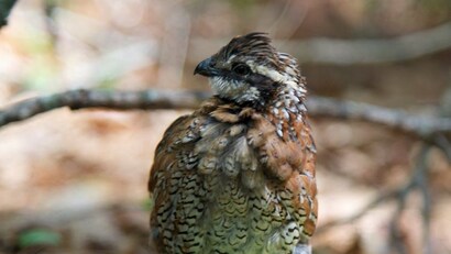 Quail chick.jpg