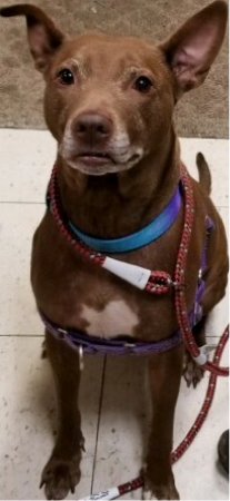 PIPER