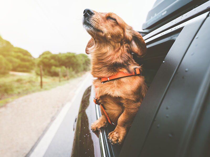 pet-in-car.jpg