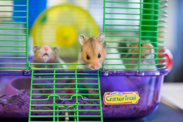 hamsters.jpg