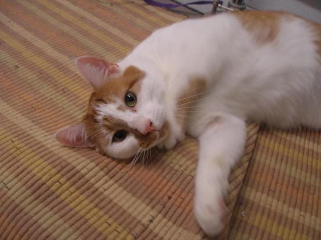 romeo cat.jpg