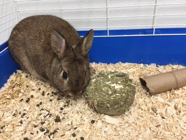 rabbit.jpg
