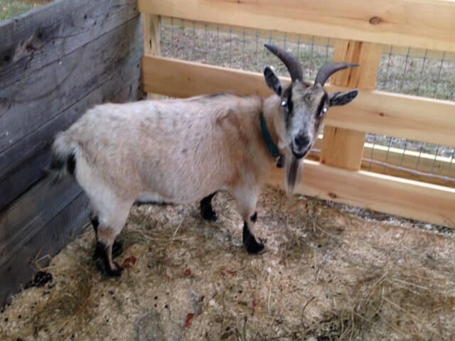 north haven fair