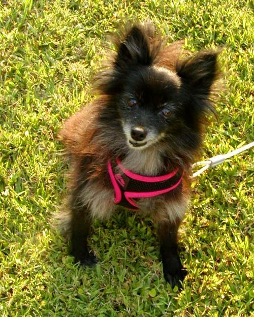pomeranian.jpg