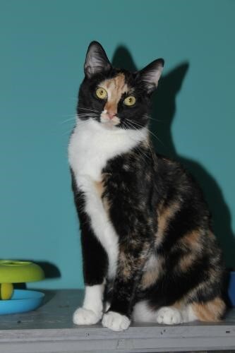 cat.jpg
