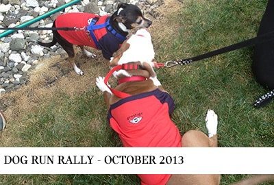 Prestige MINI dog run rally