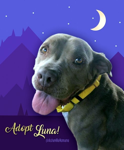Luna_AHS_498x600.jpg
