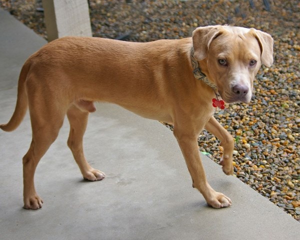 Reggie_600x480.jpg