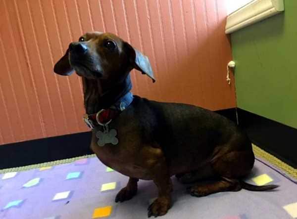 sampson (Copy).jpg
