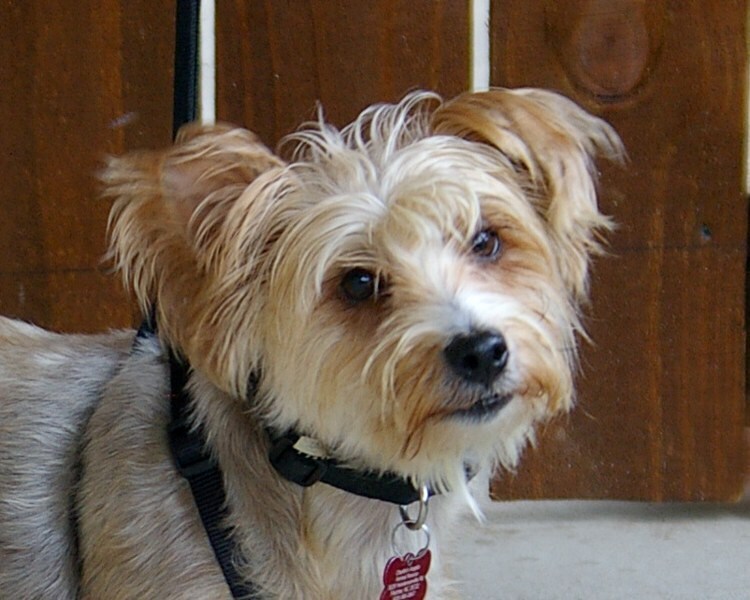 Rufus_750x600.jpg