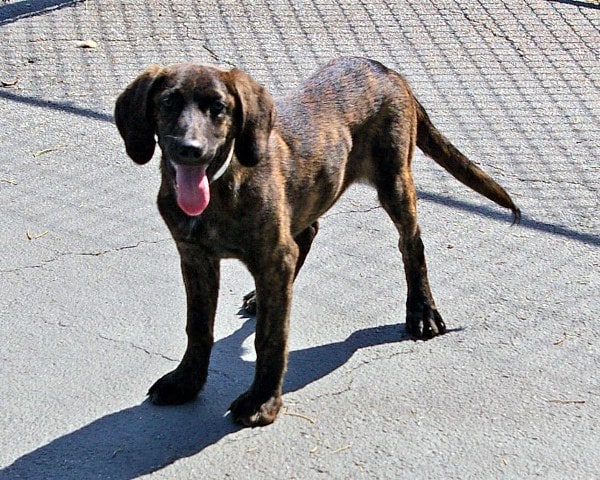 Wilbur_600x480.jpg