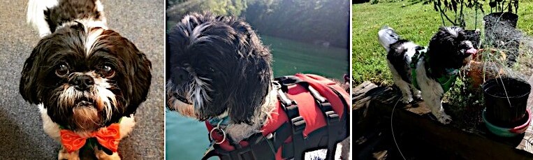 Toby_composite_15808259482127.jpg