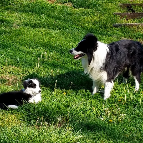 20180412_180233_600x600.jpg