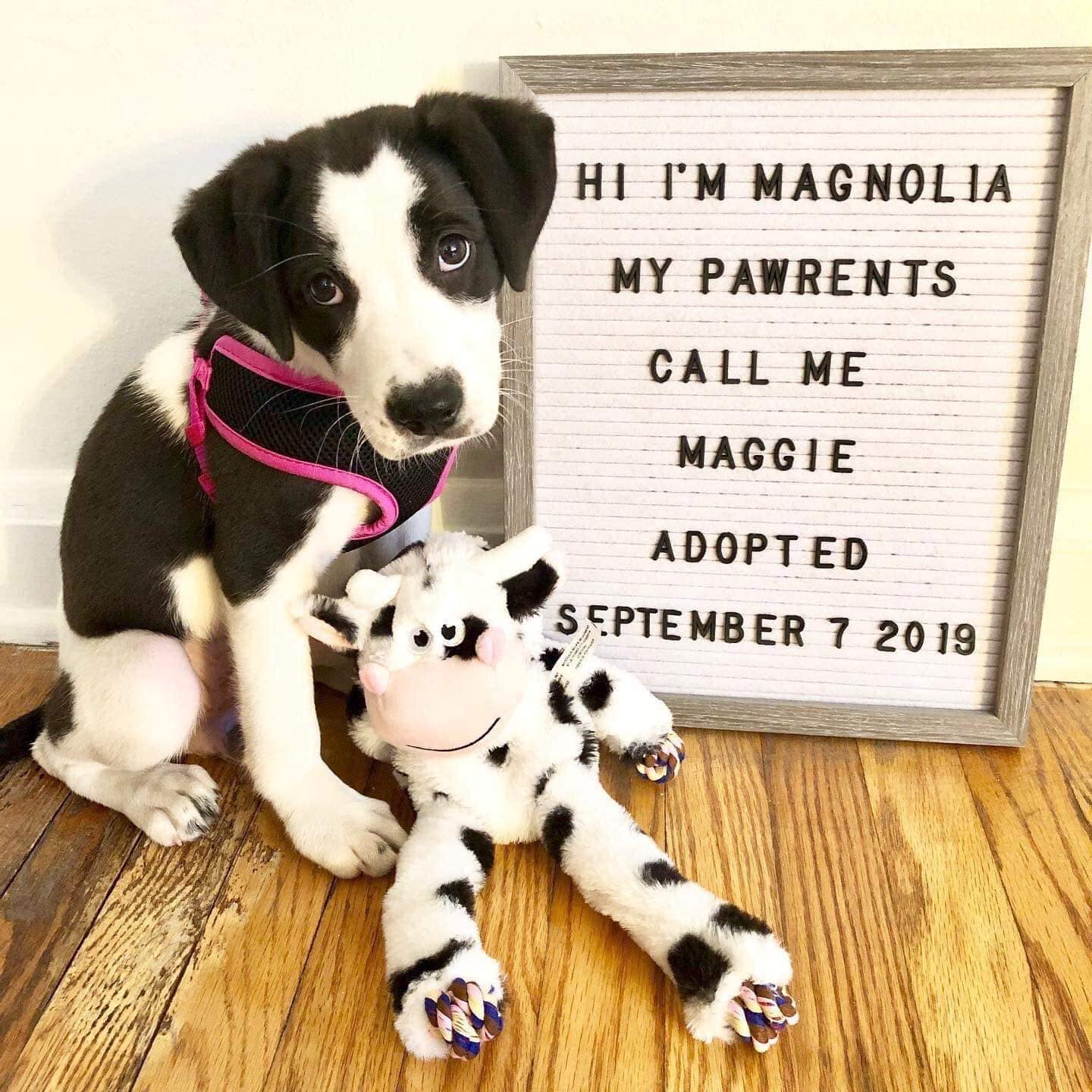 Maggie.jpeg