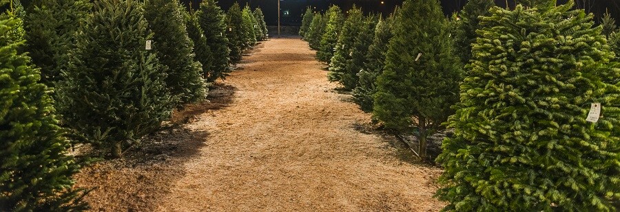 Christmas Tree Farm Christmas Tree Farm