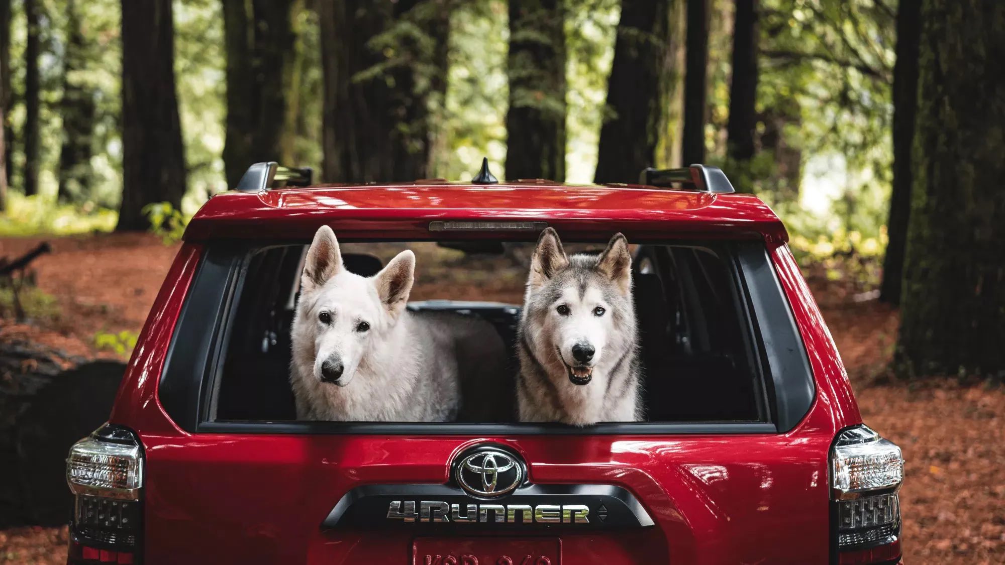 New 2022 Toyota 4Runner Near Gonzales