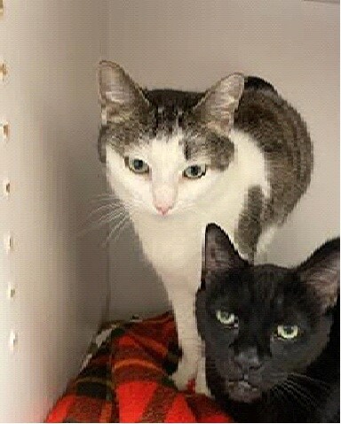 Sammy & Emma the cats Sammy & Emma the cats