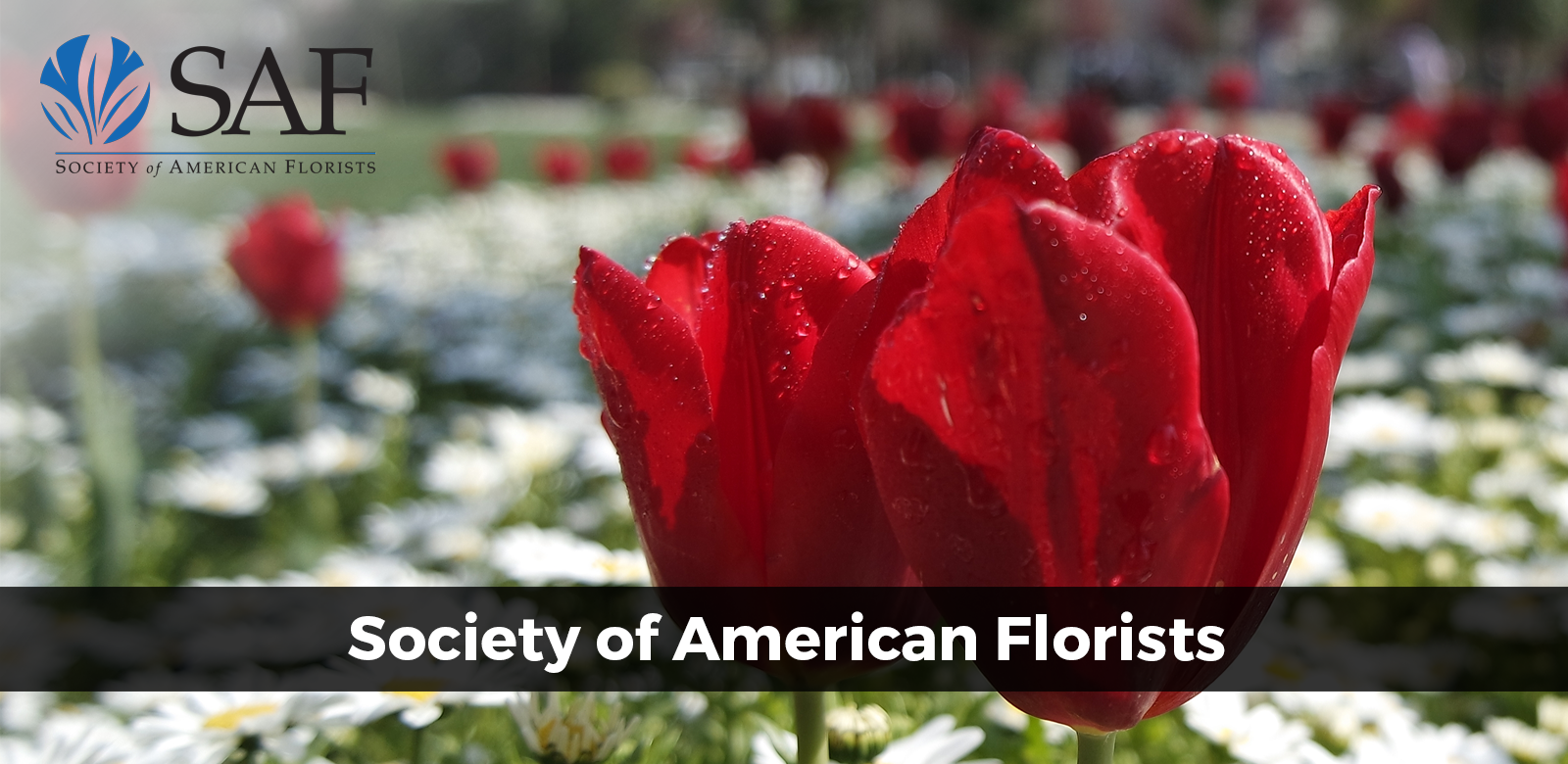 16SocietyofAmericanFlorists.png