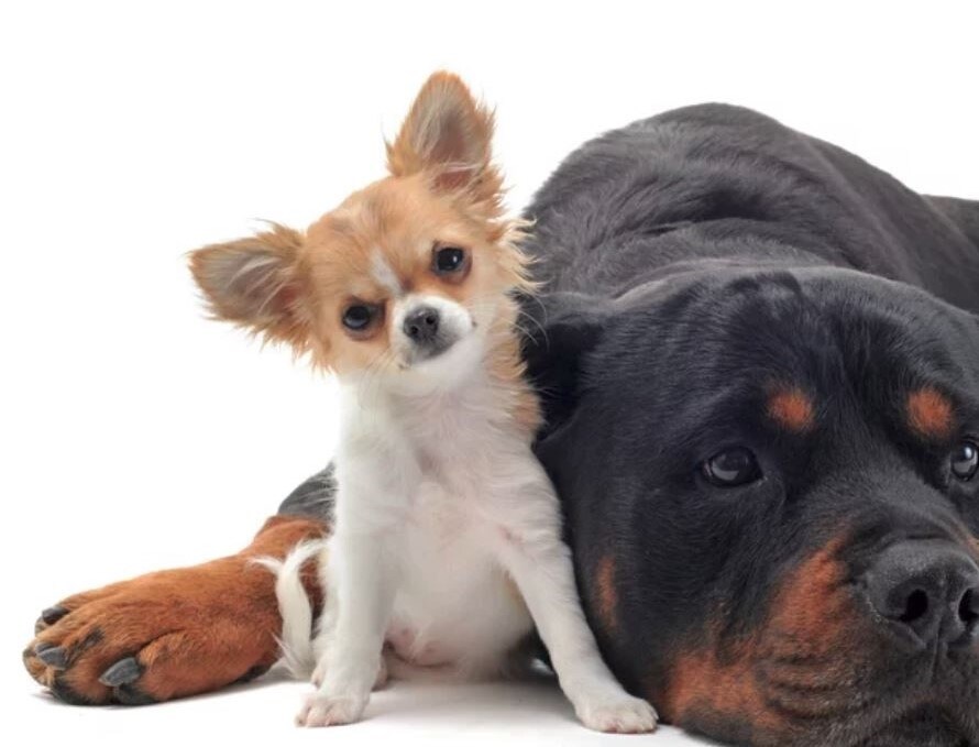 Best Pet Boarding: Good Dog Vacations