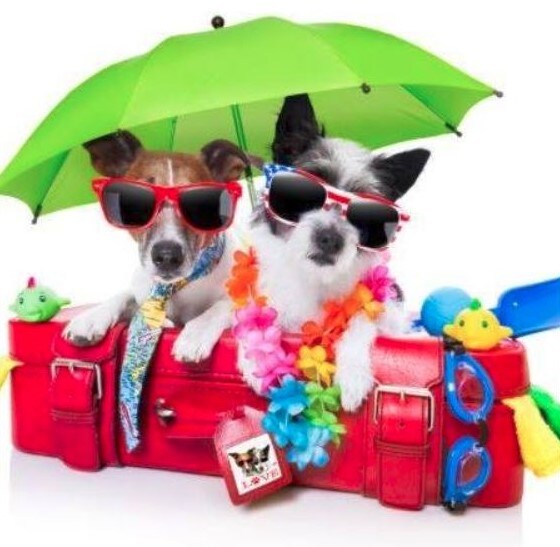 Best Pet Boarding: Good Dog Vacations