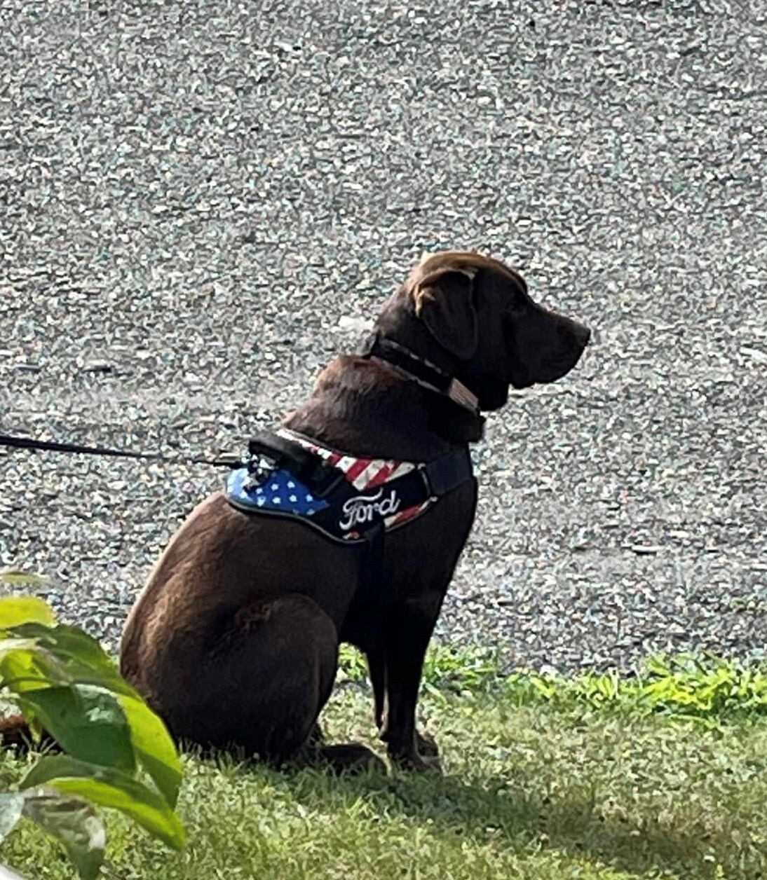 Riley dog.jpg