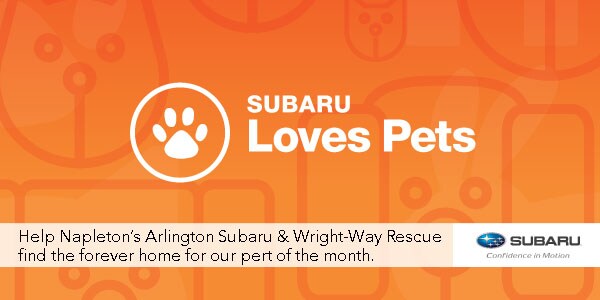 LovePetsWebHeaderNAP.jpg