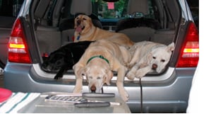 pets2.png