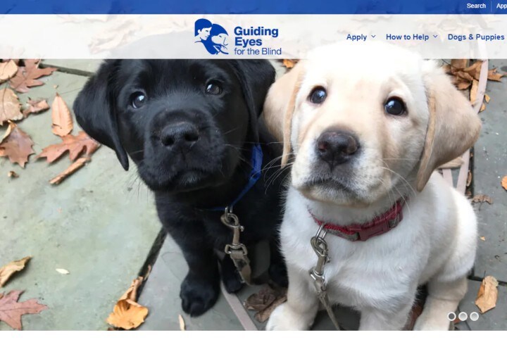 black and white puppies.jpg