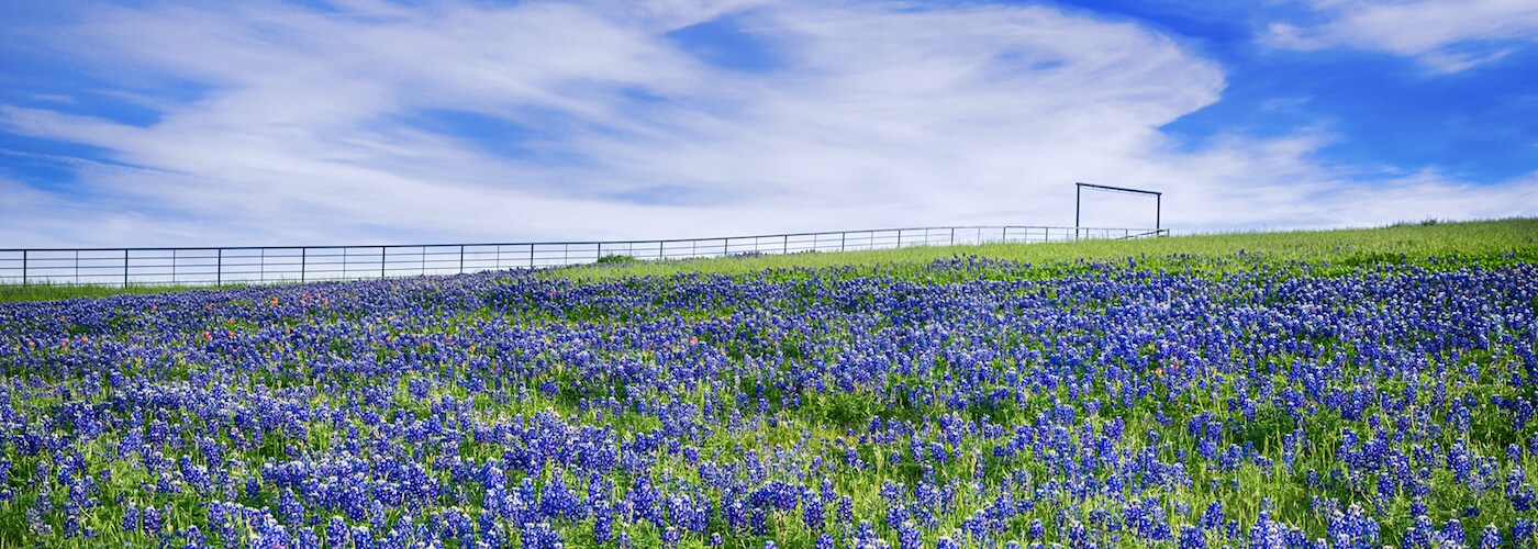 bluebonnet field in texas
