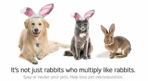 bunny.jpg