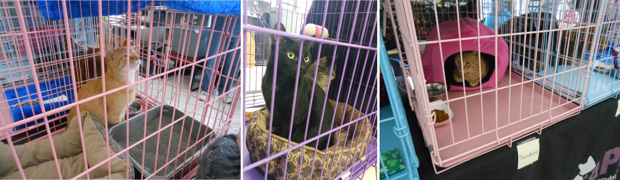 sharethelovecat2014.jpg