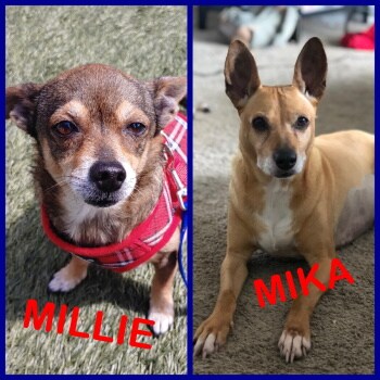 Millie & Mika.png