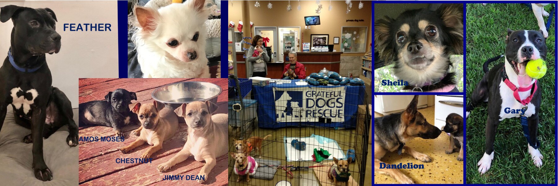 GratefulDogsRescue2.jpg