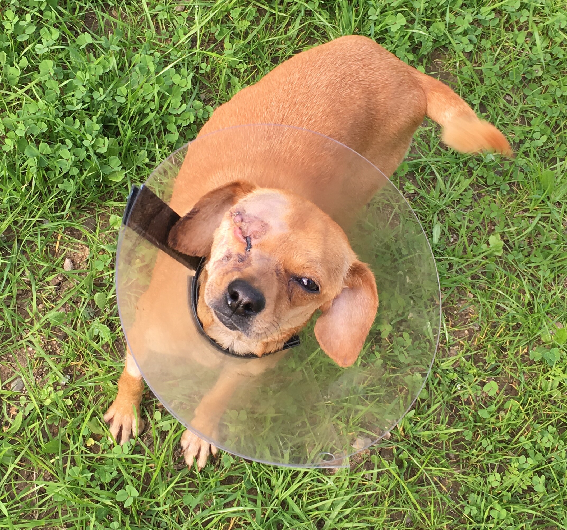 Lola after surgery.jpeg