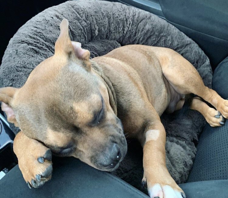 A rescued dog helped by Grateful Dogs Rescue with support from Serramonte Subaru